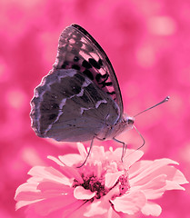 Image showing butterfly on zinnia