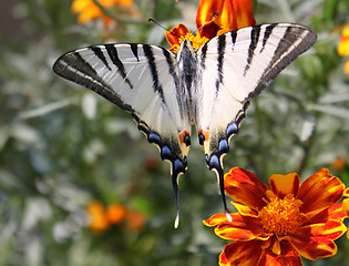 Image showing butterfly (Scarce Swallowtail) 