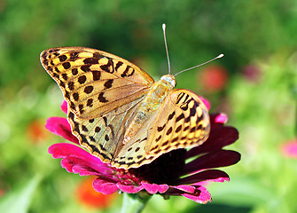 Image showing butterfly