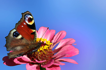 Image showing butterfly on flower