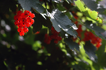 Image showing Berries