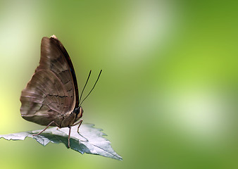 Image showing butterfly on leaf