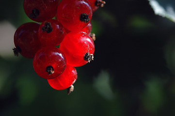 Image showing Berries