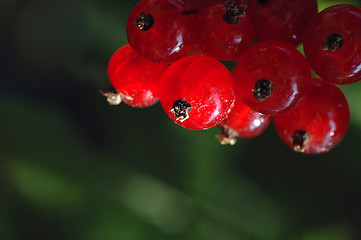 Image showing Berries