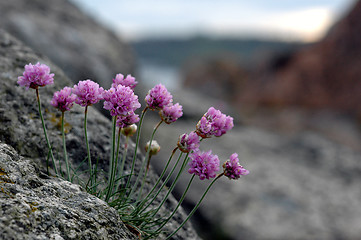 Image showing Beach flowers