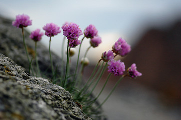 Image showing Beach flowers