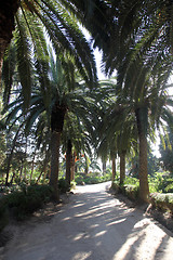 Image showing Beautiful palm garden, Carthage, Tunisia