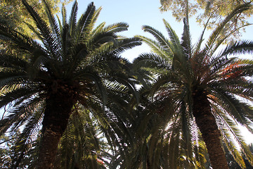 Image showing Beautiful palm garden, Carthage, Tunisia