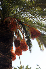 Image showing Phoenix dactylifera palm tree