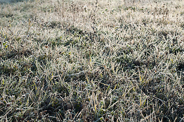 Image showing Grass with frost in winter