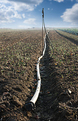 Image showing Land and hose for watering