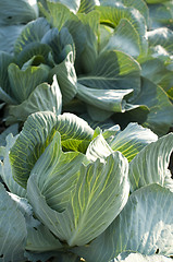 Image showing Cabbage Field