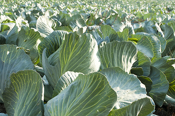 Image showing Cabbage Field
