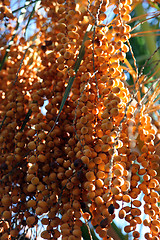 Image showing Phoenix dactylifera palm tree