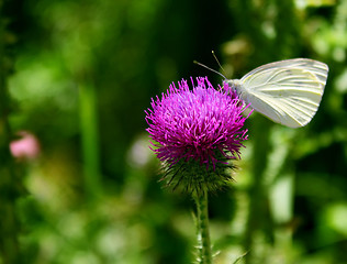 Image showing white cabbage butterfly