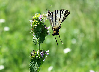 Image showing butterfly (Scarce Swallowtail)