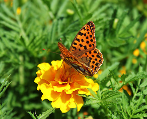 Image showing brown butterfly