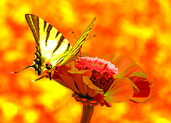 Image showing butterfly on flower