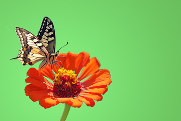 Image showing butterfly on flower