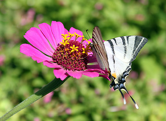 Image showing butterfly on flower