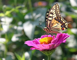 Image showing Machaon