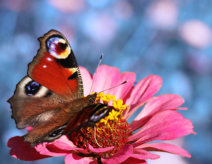 Image showing butterfly on flower