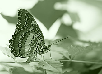 Image showing butterfly on a leaf