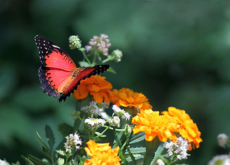 Image showing butterfly on flower