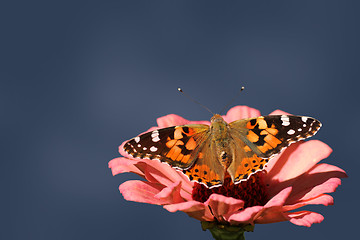 Image showing butterfly on flower