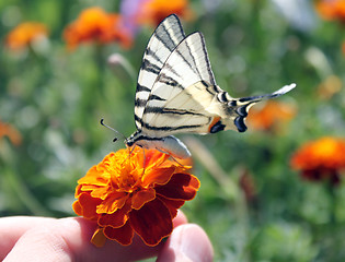 Image showing marigold with butterfly