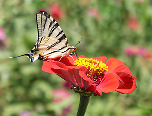 Image showing butterfly on zinnia