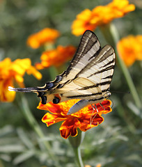 Image showing butterfly on marigold