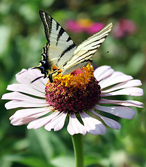 Image showing butterfly on flower