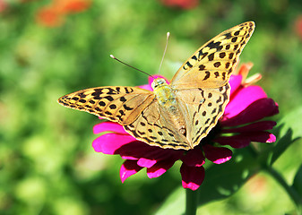 Image showing butterfly (Silver-washed Fritillary)
