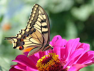 Image showing butterfly (Papilio Machaon)