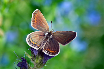 Image showing butterfly (lycaenidae)