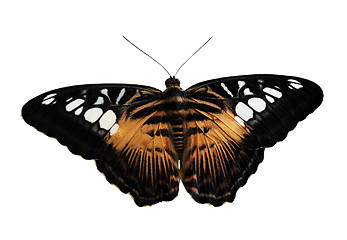 Image showing butterfly (The Clipper)