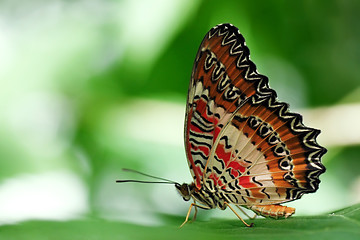 Image showing butterfly on a leaf