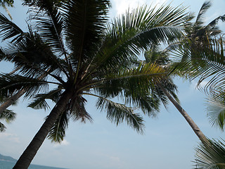 Image showing Coconut tree