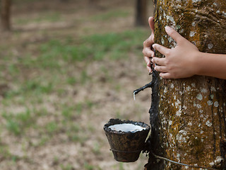 Image showing Rubber tree plantation