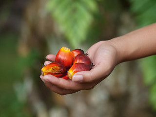 Image showing Oil palm fruits