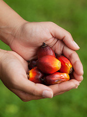 Image showing Oil palm fruits