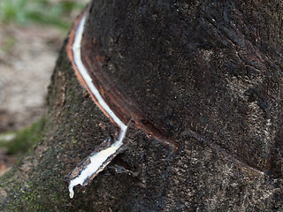 Image showing Latex tree