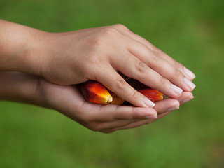 Image showing Oil palm fruits