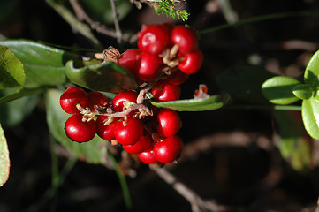 Image showing Cranberry