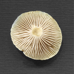 Image showing Mushroom