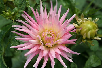 Image showing Pink dahlia