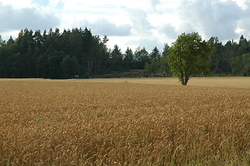 Image showing cornfield