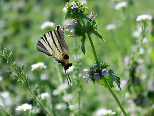 Image showing butterfly on wild flower