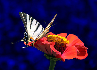 Image showing butterfly on flower